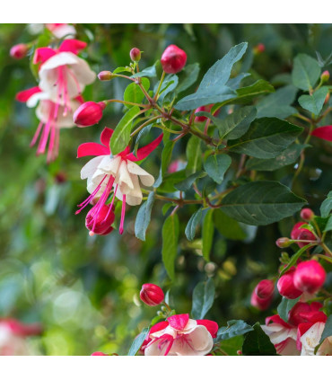 Hardy Fuchsia 'Alice Hoffman' 9cm / 2L