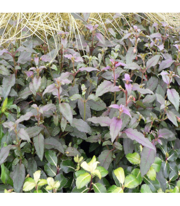 Hardy Fuchsia 'Alice Hoffman' 9cm / 2L