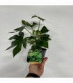 Fatsia japonica 9cm-5L