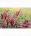 Miscanthus sinensis Boucle 9cm