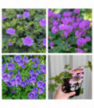 Mix of 3 x Hardy Geraniums 9cm