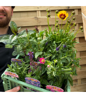 Mystery Box £45 Worth Of Plants