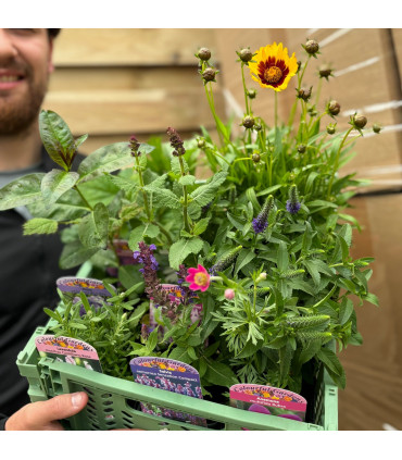 Mystery Box £45 Worth Of Plants