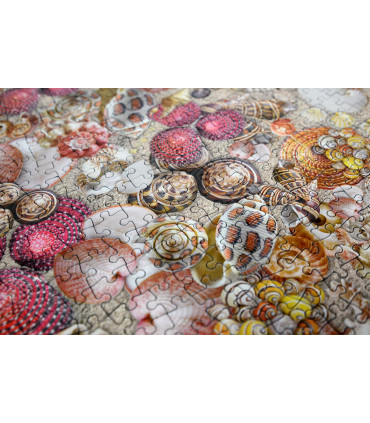 Natural History Museum - Shells 1000 Piece Jigsaw Puzzle