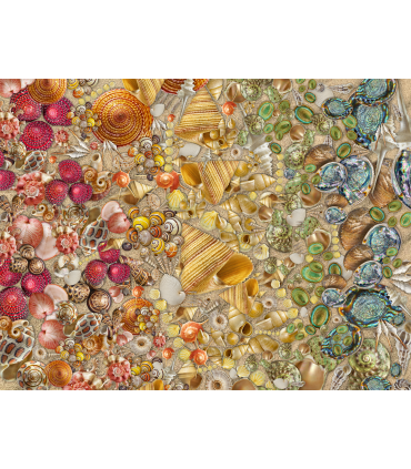 Natural History Museum - Shells 1000 Piece Jigsaw Puzzle