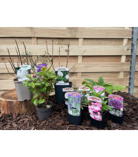 Our Hand Picked Selection of Butterfly and Bee Attracting Plants