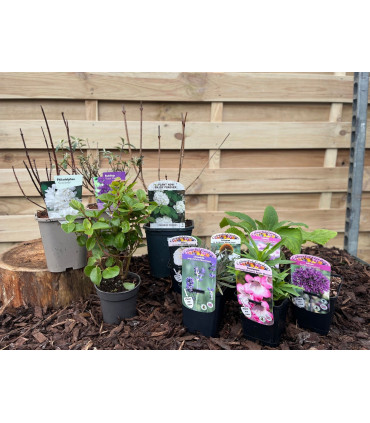 Our Hand Picked Selection of Butterfly and Bee Attracting Plants