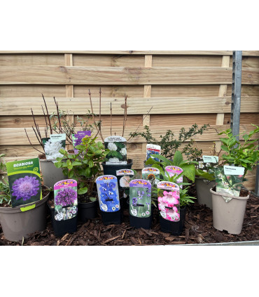 Our Hand Picked Selection of Butterfly and Bee Attracting Plants