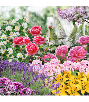 Our Hand Picked Selection of Fragrant/Scented Plants