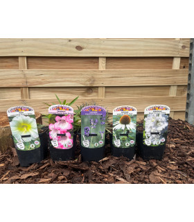 Our Hand Picked Selection of Plants For a Sunny Location