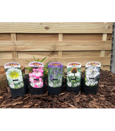 Our Hand Picked Selection of Plants For a Sunny Location