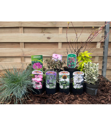 Our Hand Picked Selection of Plants For a Sunny Location