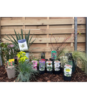Our Hand Picked Selection of Plants For a Sunny Location
