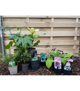 Our Hand Picked Selection of Shade Tolerant Plants