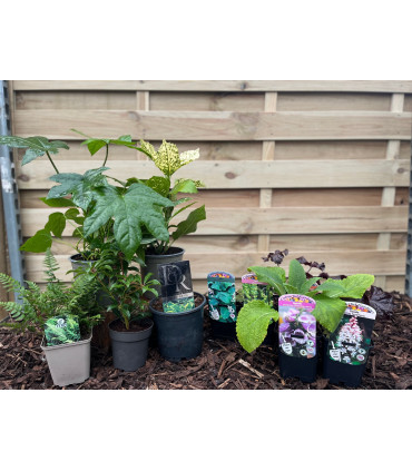 Our Hand Picked Selection of Shade Tolerant Plants