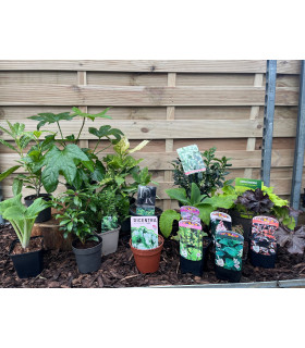 Our Hand Picked Selection of Shade Tolerant Plants