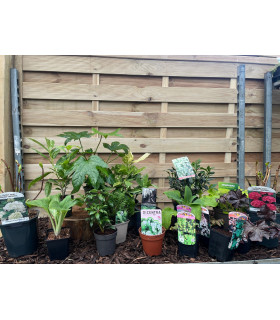 Our Hand Picked Selection of Shade Tolerant Plants