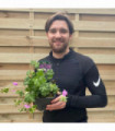 Geranium 'Karmina' 9cm / 2L