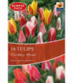 Tulip Dwarf Rockery Mixed Bulbs 16 Bulbs