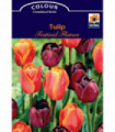 Tulip Festival Flames (6 Bulbs)