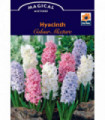 Hyacinth Mixed (3 Bulbs)