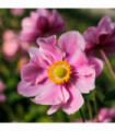 Anemone hupehensis 'Serenade' 3L