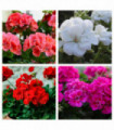 Geranium 1.5L (Our Choice)