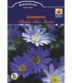 Anemone 'Blanda Blue Shades' (12 Bulbs)