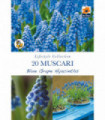 Muscari Blue Grape Hyacinths (20 Bulbs)