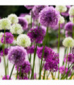 Allium Purple & White (5/10 Bulbs)