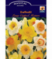 Daffodil Large Cupped Mixture (7 Bulbs)