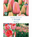 Tulip 'Menton' (7 Bulbs)