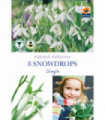 Snowdrops (8 Bulbs)