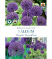 Allium 'Purple Sensation' (5 Bulbs)
