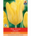 Tulip 'Candela' (6 Bulbs)