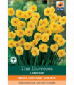 Dwarf Daffodil 'Sun Disc' (8 Bulbs)