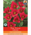 Tulip 'Showwinner' (6 Bulbs)