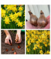 20 Tete a Tete Daffodil bulbs
