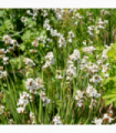 Libertia grandiflora 2L
