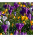 Crocus Botanical Mixed Bulbs (15/32 Bulbs)