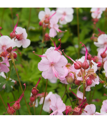 Geranium 'Biokovo' 9cm/2L