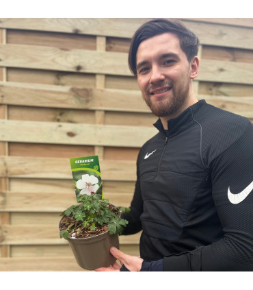 Geranium 'Biokovo' 9cm/2L