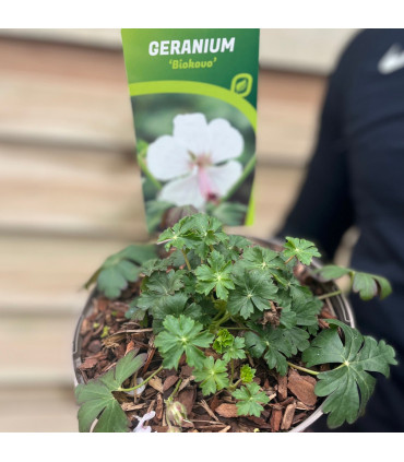 Geranium 'Biokovo' 9cm/2L