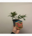 Pieris Japonica ‘Flaming Silver’ 9cm/2L