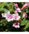 Weigela 'Pink Poppet' 9cm