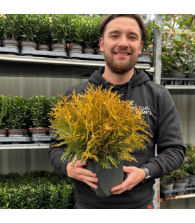 Thuja occidentalis 'Golden Globe' 9cm / 2L