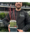 Cornus alba Elegantissima 1L / 2L
