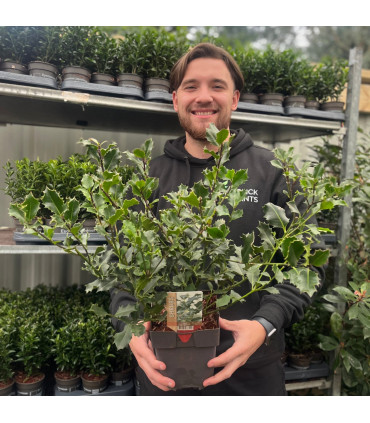Ilex aquifolium (Holly Bush)  9cm / 2L