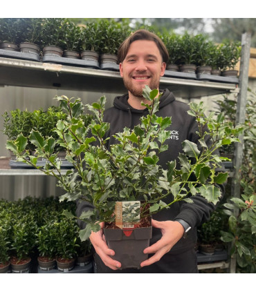 Ilex aquifolium (Holly Bush)  9cm / 2L