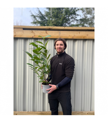 3ft (80-90cm) Potted Cherry Laurel Hedge Plants (Multibuy Offers Available)